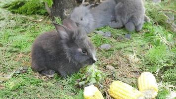 coelhos jovens comendo milho e cenoura fresca video