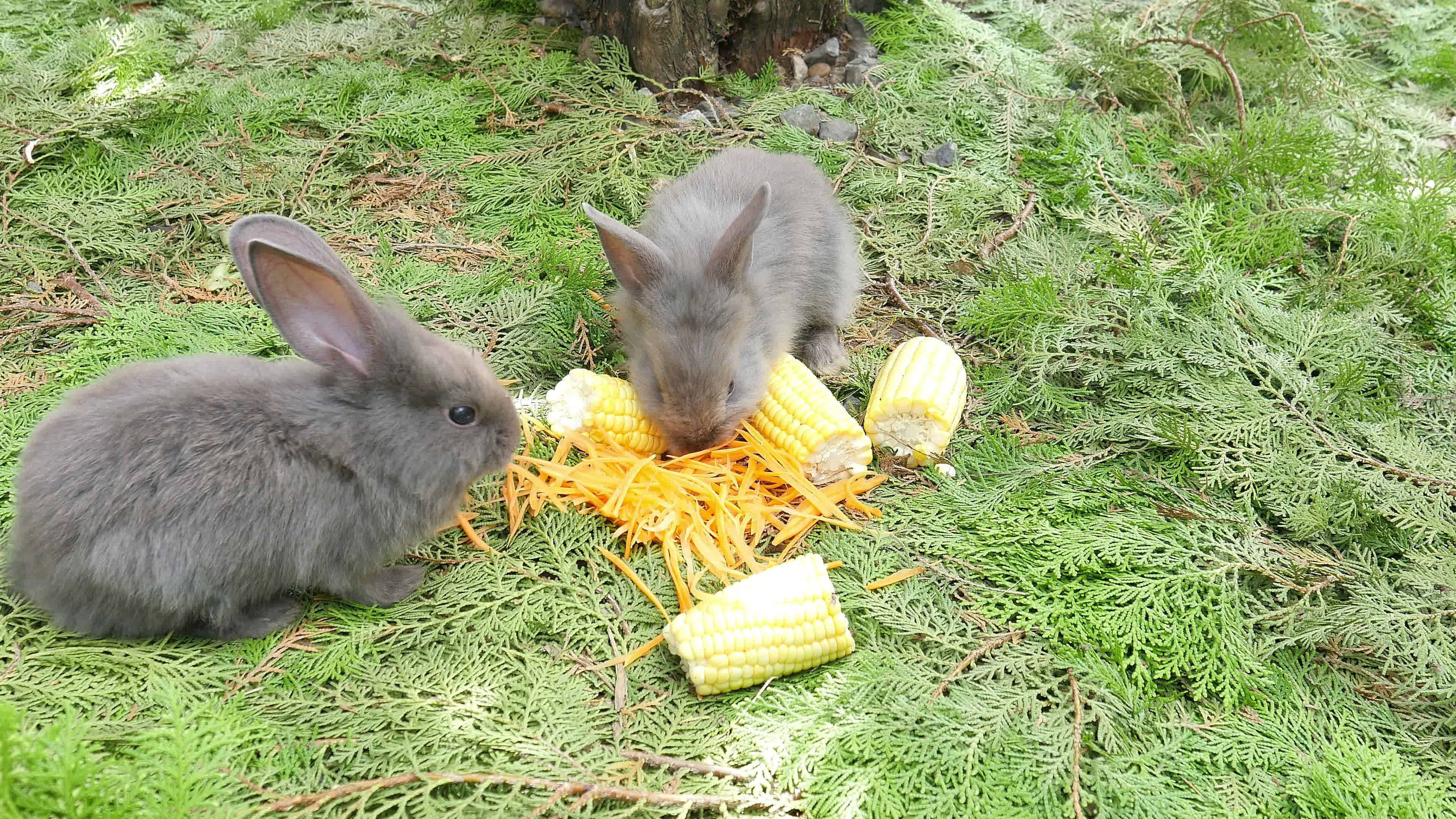 Young rabbits eating fresh carrot and corn 9845824 Stock Video at Vecteezy