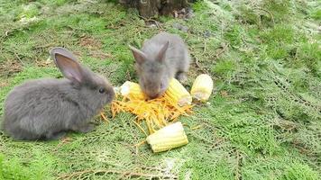 coelhos jovens comendo milho e cenoura fresca