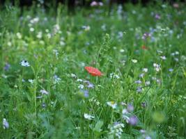 green meadow background photo