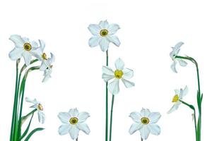 spring flowers narcissus isolated on white background photo