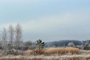 Frozen winter forest with snow covered trees. photo