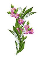 spring flowers tulips isolated on white background photo