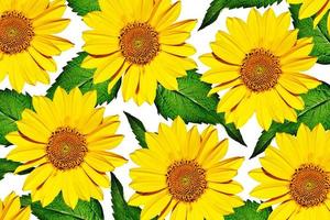 yellow flowers of sunflowers isolated on white background photo
