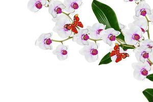 Orchid flower isolated on white background. photo