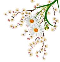 White apricot flowers branch photo