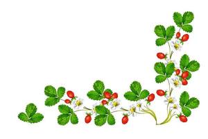 Branch of berries and strawberry flowers photo