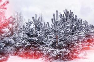 bosque de invierno congelado con árboles cubiertos de nieve. foto