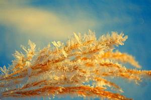 Blurred frozen grass. Winter abstract background. Landscape. photo