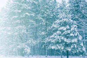 bosque de invierno congelado con árboles cubiertos de nieve. foto