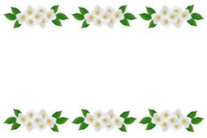 branch of jasmine flowers isolated on white background. spring photo