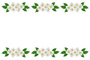 branch of jasmine flowers isolated on white background. spring photo