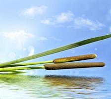 Photo. Reeds against a blue sky. photo