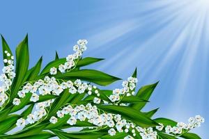 flowers lily of the valley photo