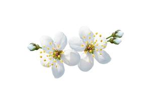 Flowering branch of cherry isolated on a white background. photo