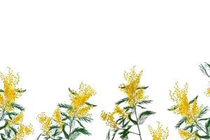 Bush of yellow spring flowers mimosa isolated on white background. photo