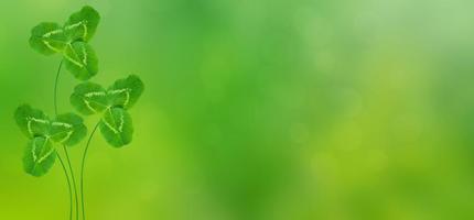 Green clover leaves on a background summer landscape photo