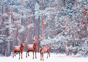 Snow covered trees. deer photo