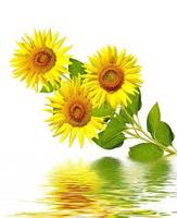 beautiful sunflower isolated photo