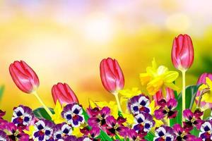 flores de primavera brillantes y coloridas narcisos y tulipanes foto