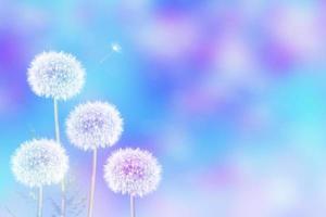 Fluffy dandelion flower against the background of the summer landscape. photo