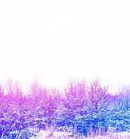 Frozen winter forest with snow covered trees. photo