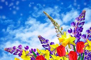 Bright and colorful flowers tulips photo