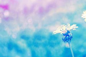 Fluffy dandelion flower against the background of the summer landscape. photo