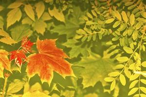 Autumnal abstract background of bright colorful foliage photo