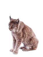 Red haired animal lynx