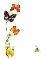 rama de flores y mariposas aisladas en un fondo blanco foto