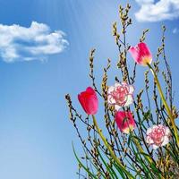 Willow, carnations and tulips on a background of blue sky photo