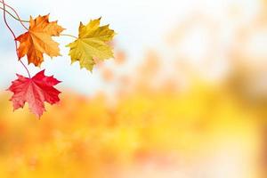 paisaje de otoño hermosas hojas arboles de colores foto