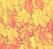 follaje de otoño. otoño de oro. foto