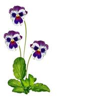 Pansy Violet with Green Leaves on white background photo