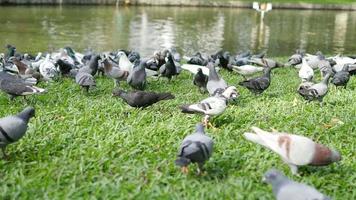 Pigeon domestique mangeant de la nourriture dans un parc public verdoyant video