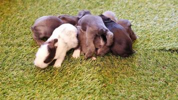 Eleven days lovely baby rabbits on artificial green grass video