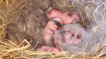 One day baby rabbits in hay basket video