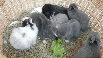 encantador conejo bebé de veinte días comiendo vegetales en un nido de heno video