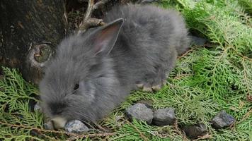 Young lovely Thai gray rabbit sleeping with green leaves background video