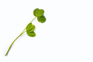 green clover leaves isolated on white background. photo