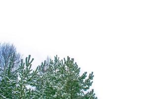 Frozen winter forest with snow covered trees. photo