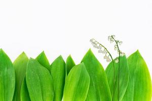Lily of the valley flower on white background photo