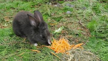 conejos jóvenes comiendo zanahoria fresca y maíz video