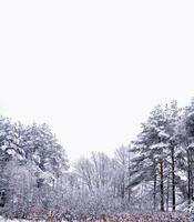 bosque en la escarcha. paisaje de invierno árboles cubiertos de nieve foto
