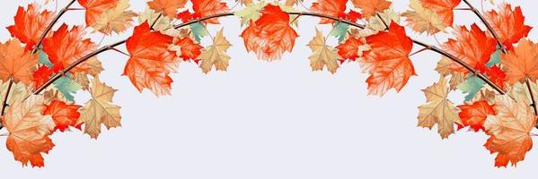 autumn leaves isolated on white background. photo