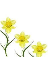 spring flowers narcissus isolated on white background photo