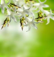 floral background of delicate flowers bluebells photo