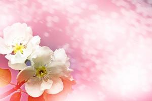 spring landscape. Flowering Pear photo