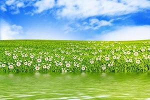 Meadow with green grass on a background of blue sky with clouds photo